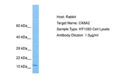 COX6A2 Rabbit anti-Human, Polyclonal, Novus Biologicals 0.1 mL | Buy Online | Novus Biologicals | Fisher Scientific
